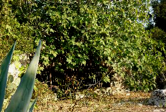 Ingresso alla cavità